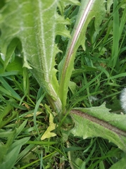 Cichorium intybus