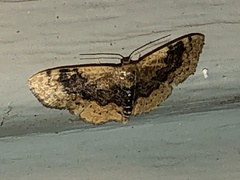 Leptostales ferruminaria