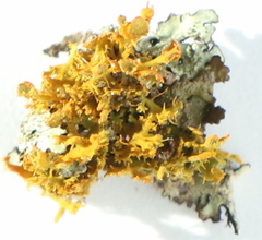 Teloschistes velifer