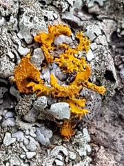 Teloschistes velifer