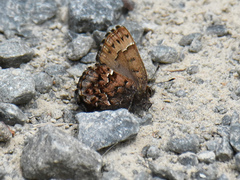 Callophrys lanoraieensis