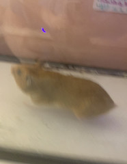 Mesocricetus auratus