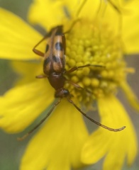 Strangalia sexnotata