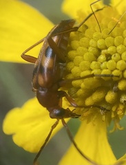 Strangalia sexnotata