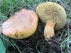 Aureoboletus roxanae