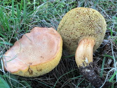 Aureoboletus roxanae