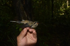Phaethornis malaris