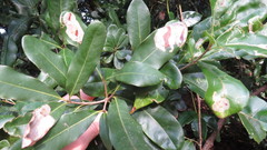 Acrocercops chionosema