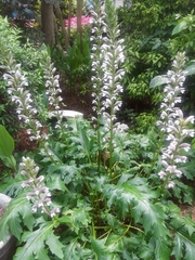 Acanthus mollis