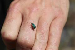 Trirhabda flavolimbata