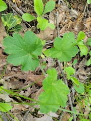 Heuchera richardsonii
