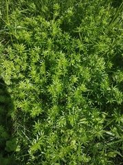 Galium mollugo