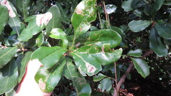 Acrocercops chionosema