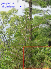 Juniperus communis depressa