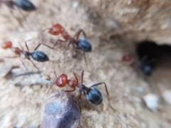 Myrmecocystus placodops