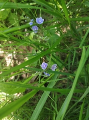 Veronica chamaedrys