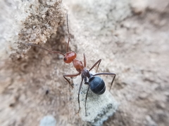 Myrmecocystus placodops