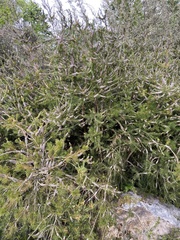 Melaleuca paludicola