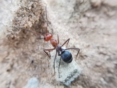 Myrmecocystus placodops