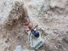 Myrmecocystus placodops