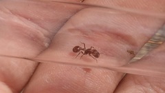 Pogonomyrmex huachucanus