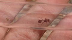 Pogonomyrmex huachucanus