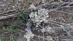 Eriogonum saxatile