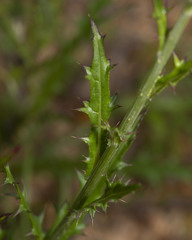 Cirsium lecontei