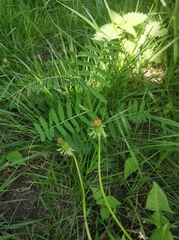 Vicia cracca