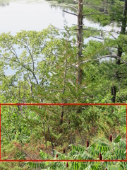 Juniperus communis depressa