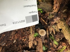 Pseudohydropus parafunebris