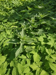 Urtica dioica