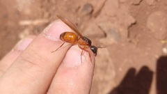 Camponotus semitestaceus