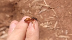 Camponotus semitestaceus