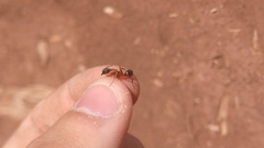 Camponotus semitestaceus