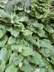 Maianthemum dilatatum