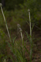 Cirsium lecontei