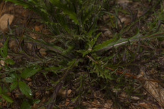 Cirsium lecontei