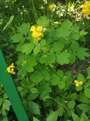 Chelidonium majus