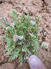 Astragalus desperatus