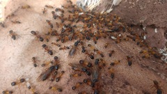 Camponotus semitestaceus