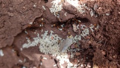 Camponotus semitestaceus