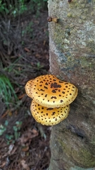 Fungi
