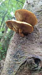 Fungi