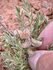 Astragalus desperatus