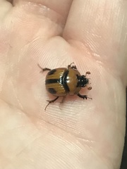 Bolbocerosoma biplagiatum