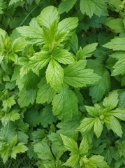 Geum