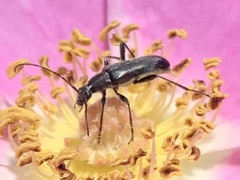 Grammoptera