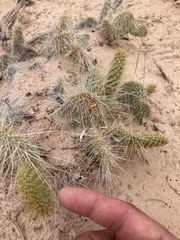 Opuntia trichophora