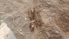 Camponotus semitestaceus